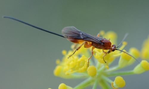 Agathis sp.